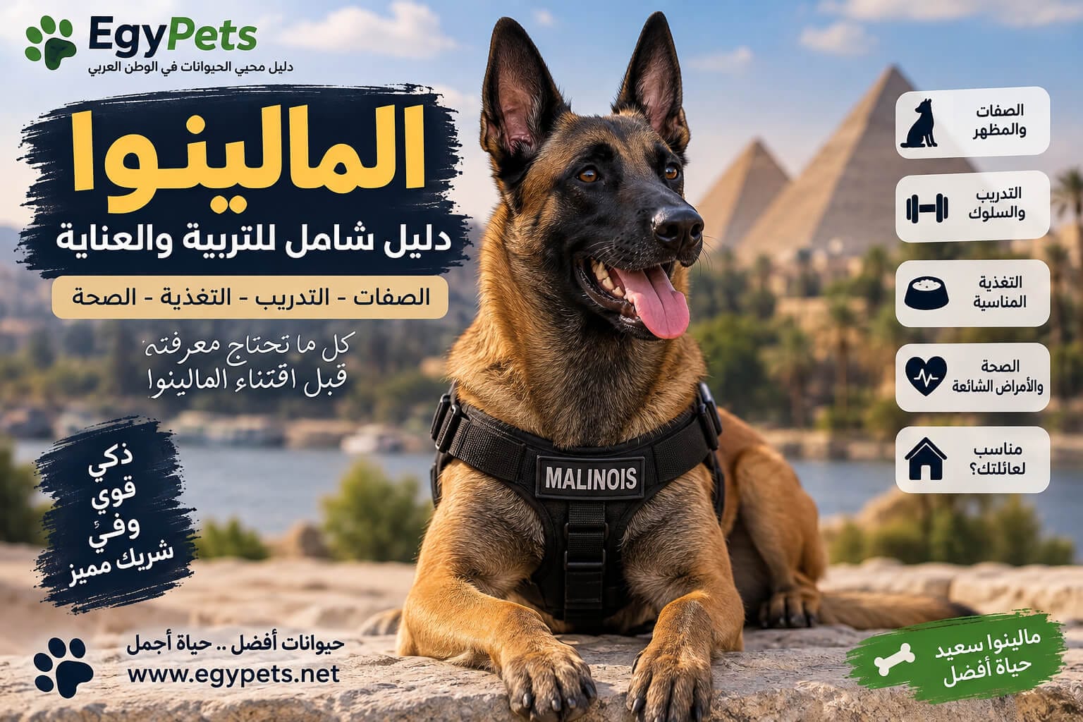 معلومات عن كلاب المالينو