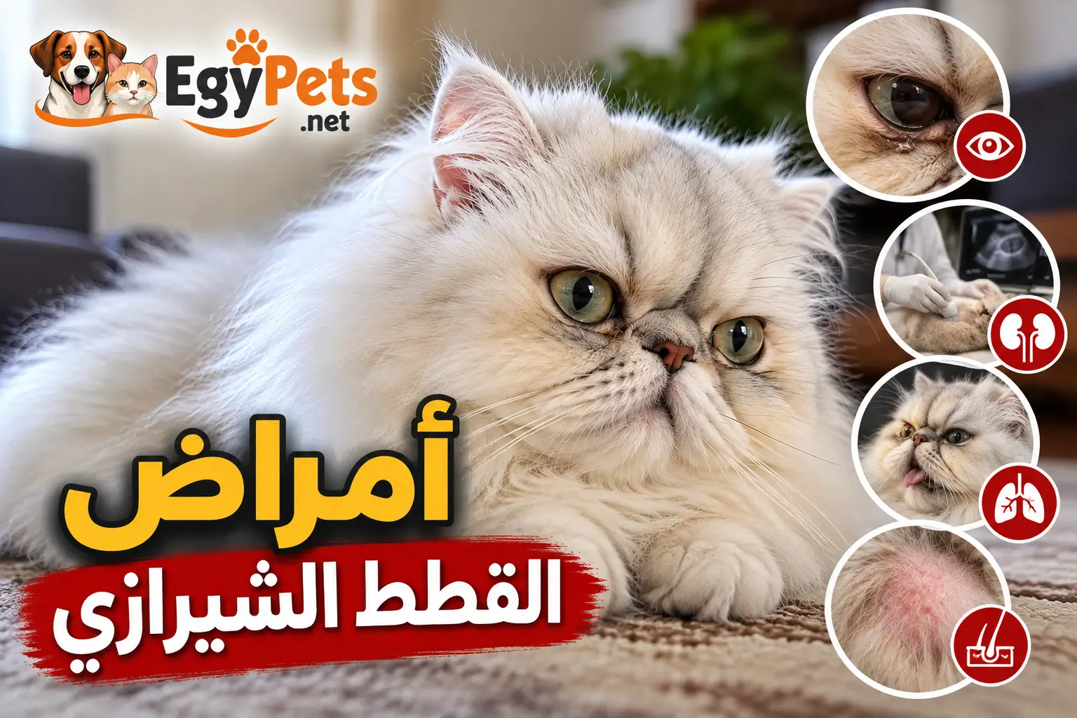 الأمراض الشائعة للقطط الشيرازي