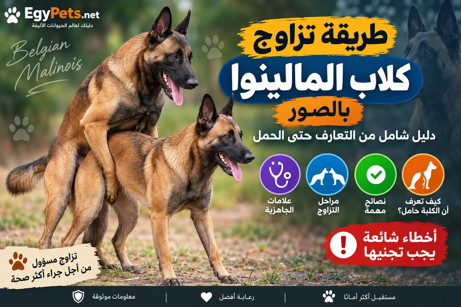 طريقة تزاوج كلاب المالينوا بالصور